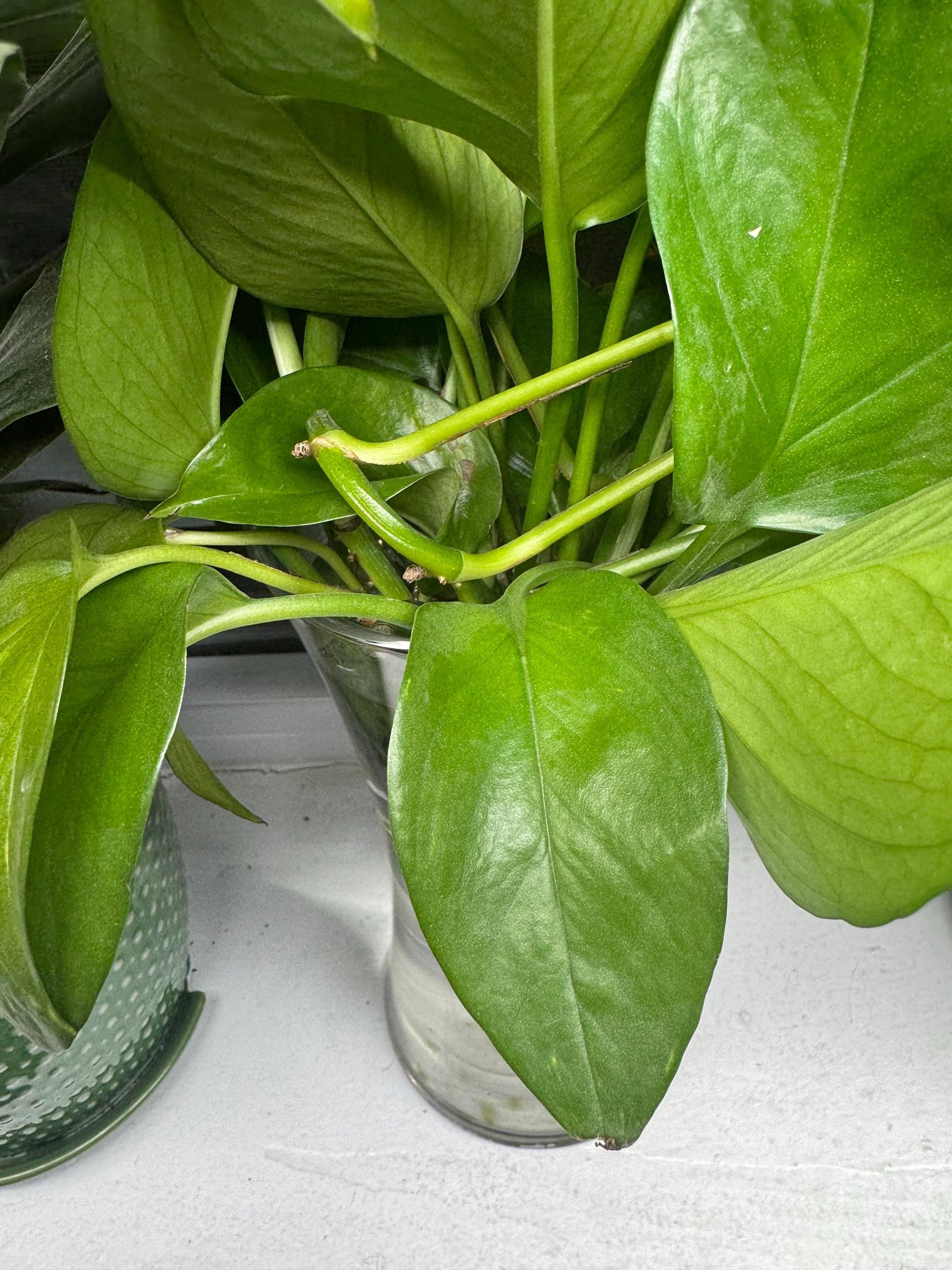 Pothos Cutting 1-2 Nodes with 2-4 Leaves and Is Rooting