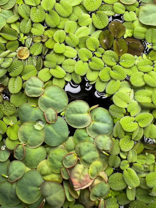 A close-up of a salvinia and red root floater aquatic plants. The plants are floating in a shallow body of water. The leaves are round, oval, and heart-shaped. Some of the leaves have a textured surface. The plants are a vibrant green color.