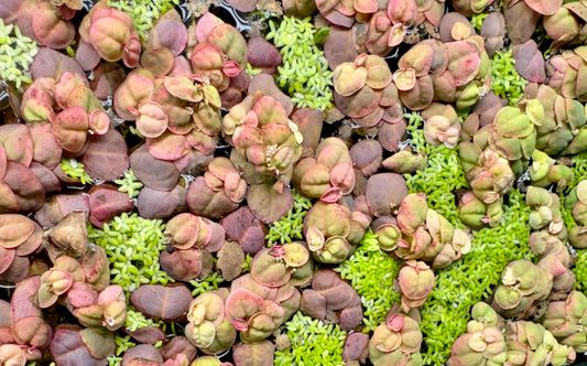 Close-up top-down photo of Red Root Floaters showing their pink and green rounded leaves with tiny white flowers, mixed with bright green duckweed floating on the surface of a dark aquarium.