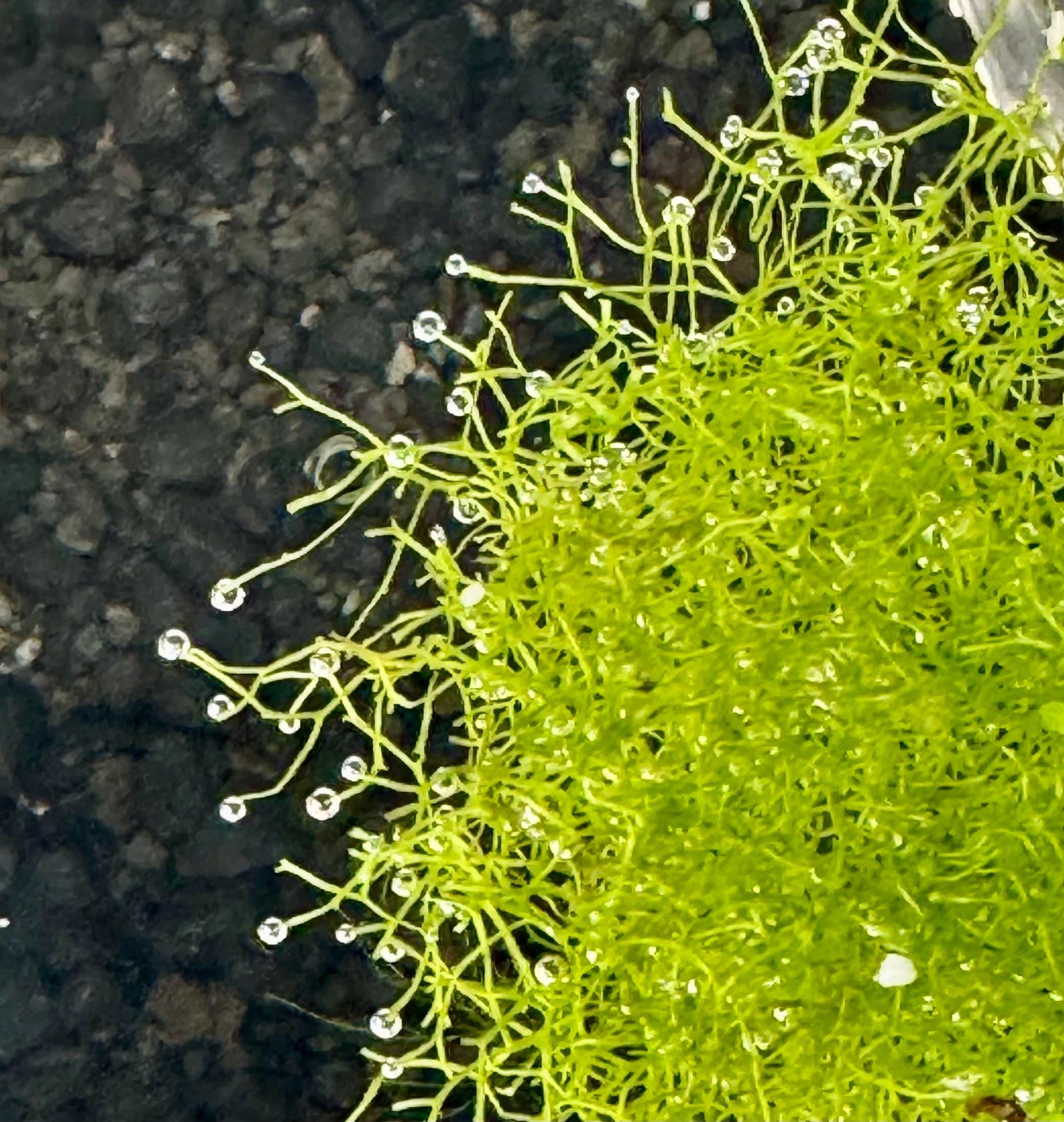 May include: A close-up of riccia fluitans, floating crystawort, floating at the top of an aquarium with small water droplets on the tips of the stems.