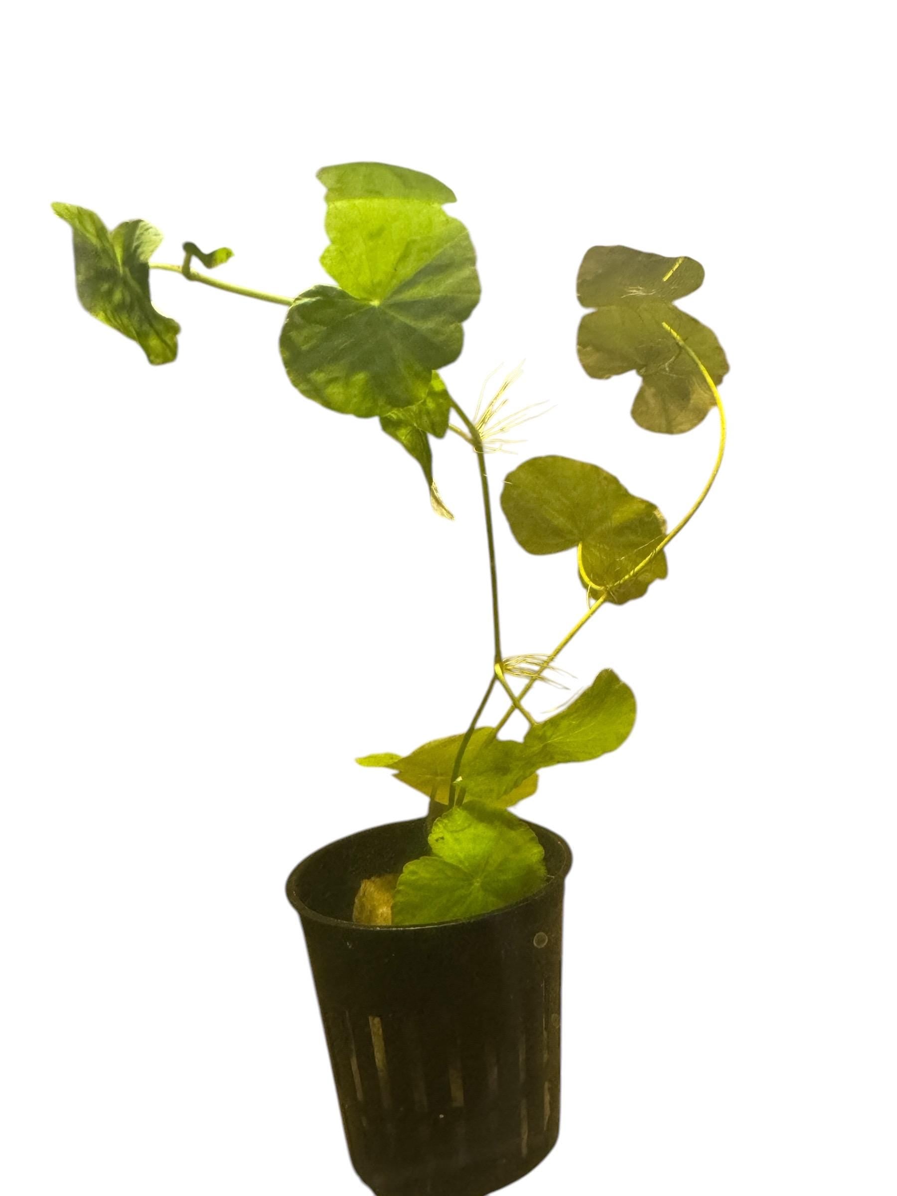 Hydrocotyle Pennywort Live Aquatic Stem Plant in a Pot