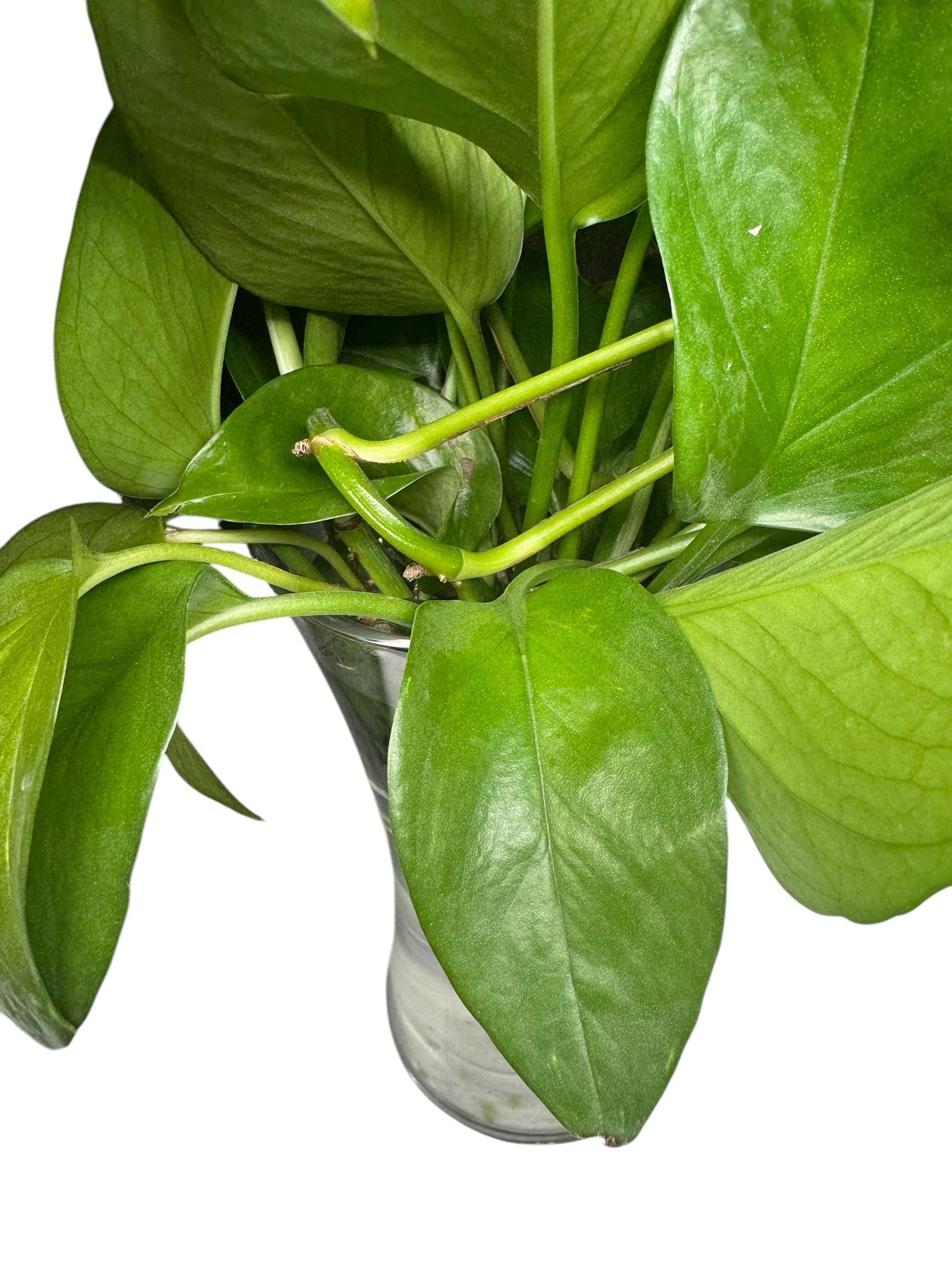 Pothos Cutting 1-2 Nodes with 2-4 Leaves and Is Rooting