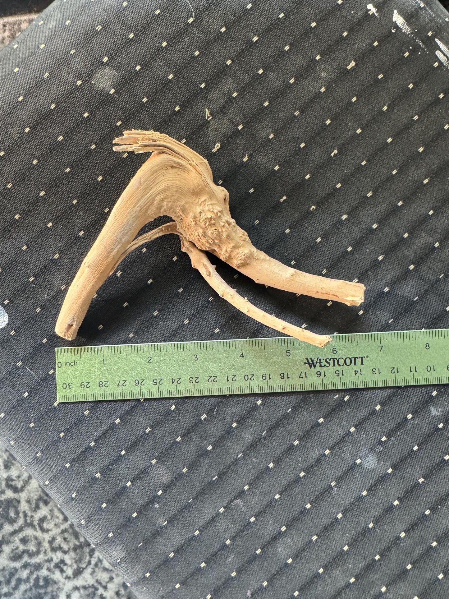 May include: A light brown, twisted, branch-like piece of driftwood. The driftwood is about 6 inches long and has a natural, rough texture.