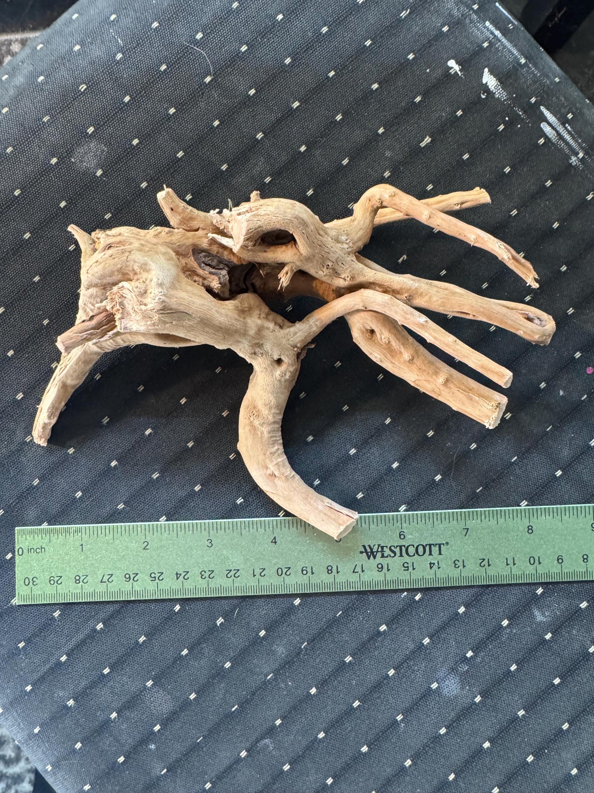 May include: A light brown driftwood branch with multiple curves and twists. The driftwood is approximately 8 inches long and is sitting on a black fabric surface. A green ruler with black markings is below the driftwood.