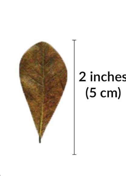 May include: A mini catappa Indian almond leaf with a pointed tip and a slightly curved shape. The leaf is 2 inches (5 cm) long.