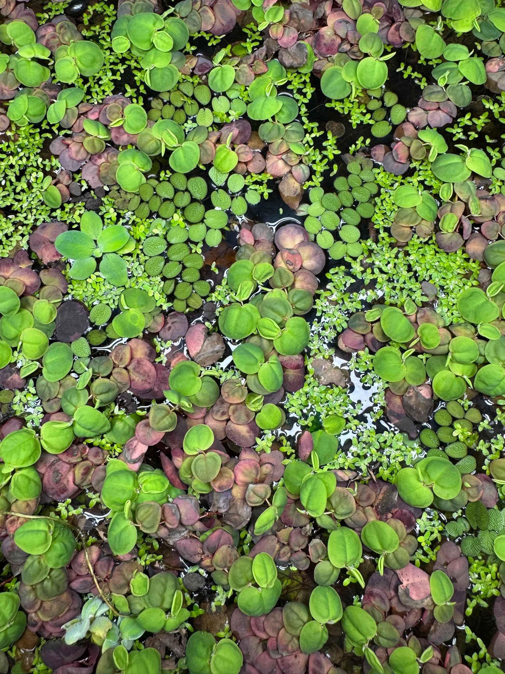 Red Root Floater, Salvinia, & Duckweed Mix Live Aquarium and Pond Floating Plant. Beginner Aquarium Plant. Betta Plant.