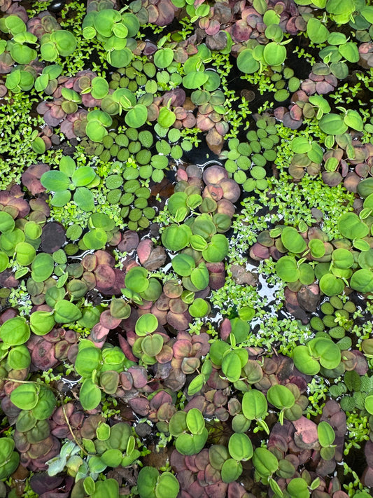 Red Root Floater, Salvinia, & Duckweed Mix Live Aquarium and Pond Floating Plant. Beginner Aquarium Plant. Betta Plant.