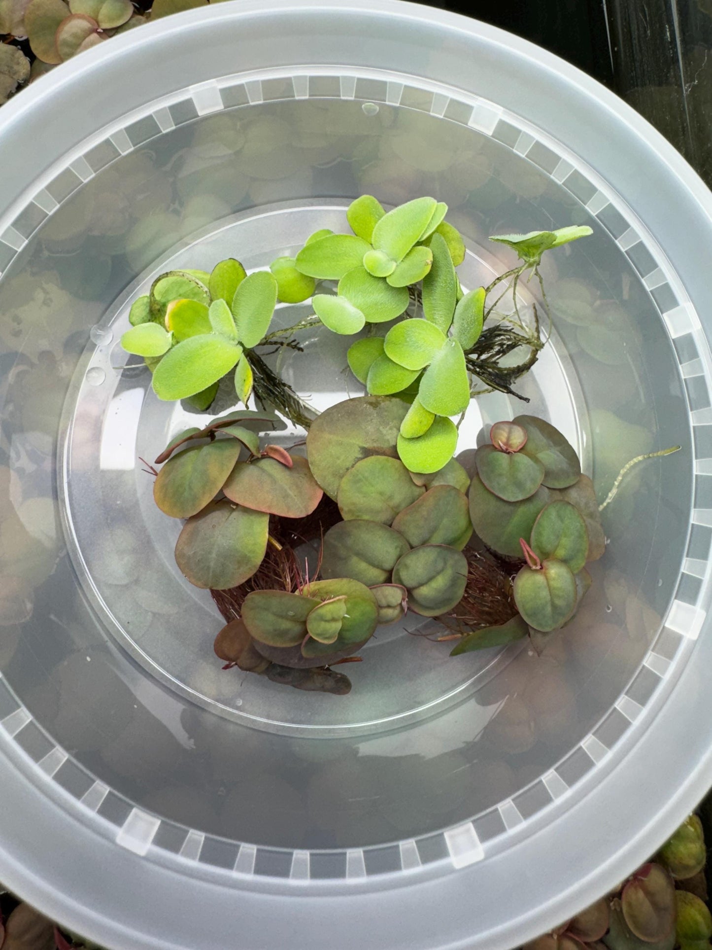 water lettuce and red root floater portion for shipping