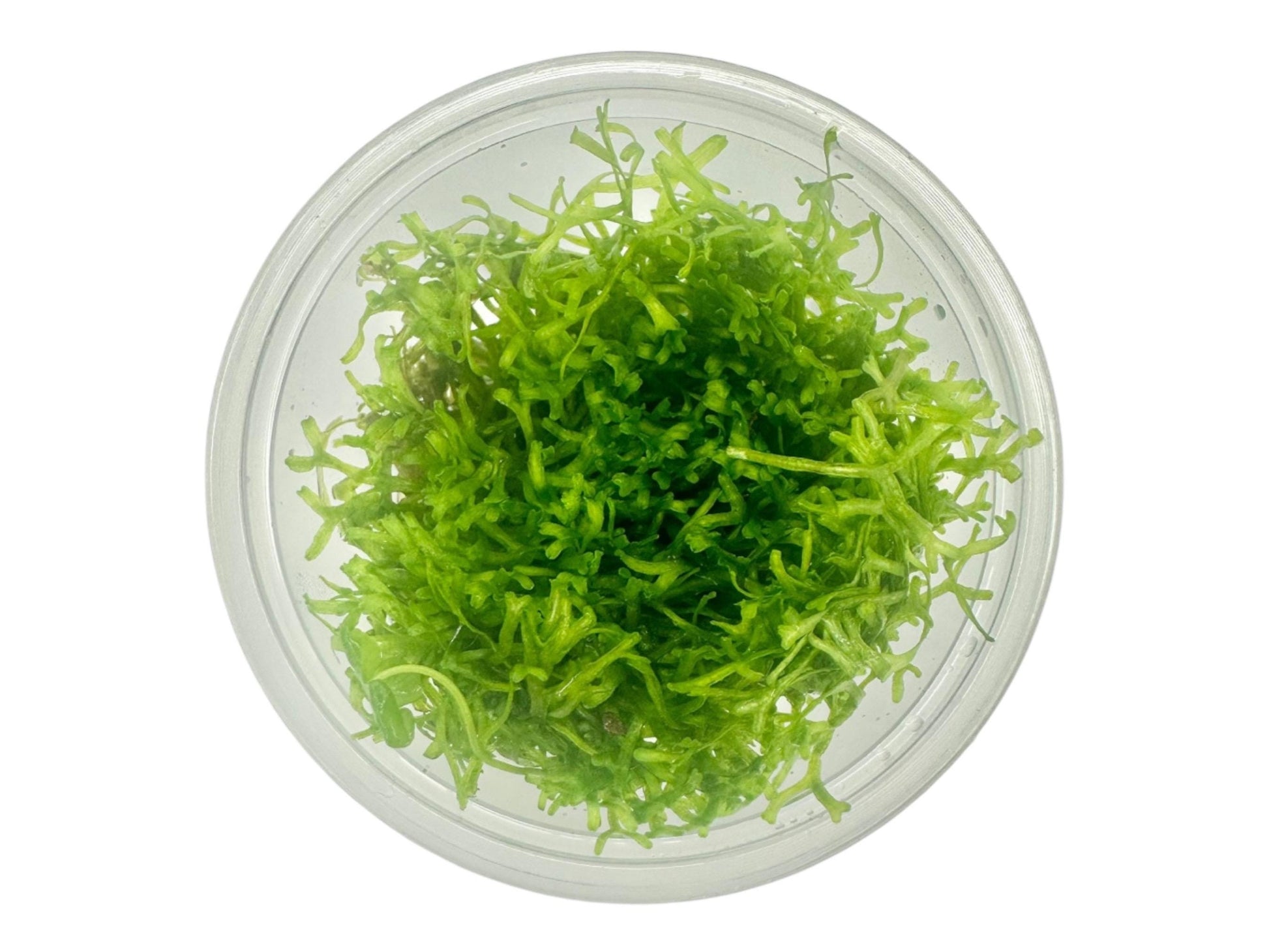 Riccia fluitans closeup in a 4 ounce deli cup with a white background