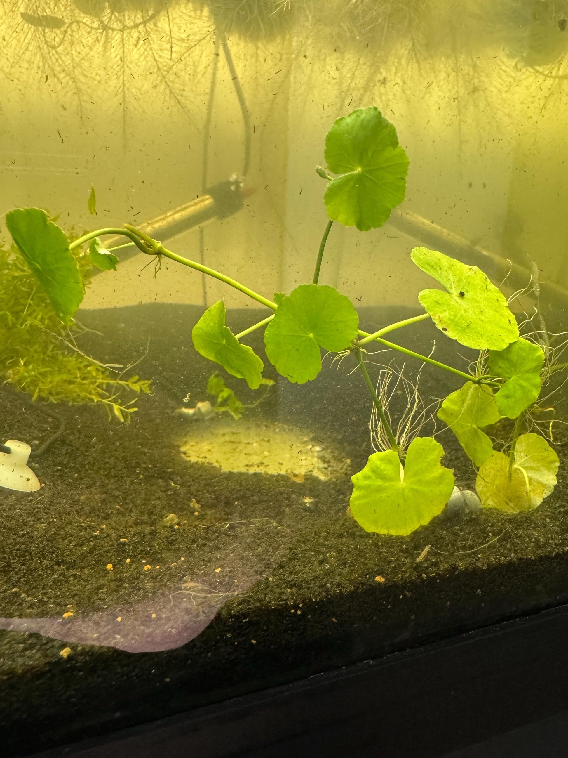 Hydrocotyle Pennywort Live Aquatic Stem Plant in a Pot
