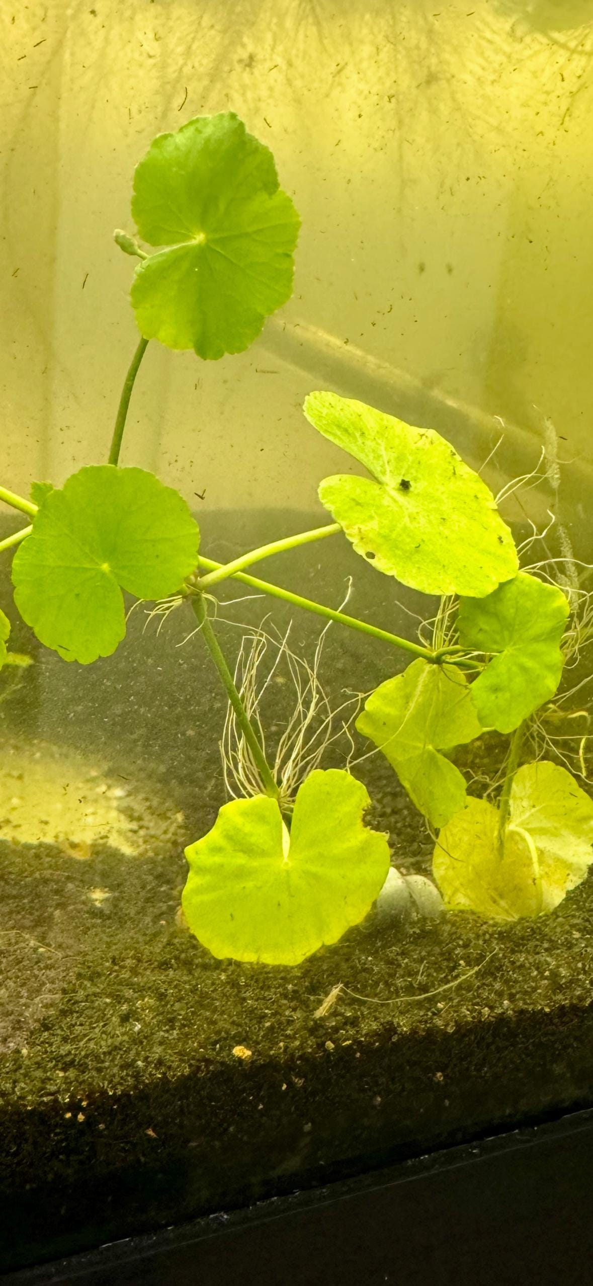 Hydrocotyle Pennywort Live Aquatic Stem Plant in a Pot