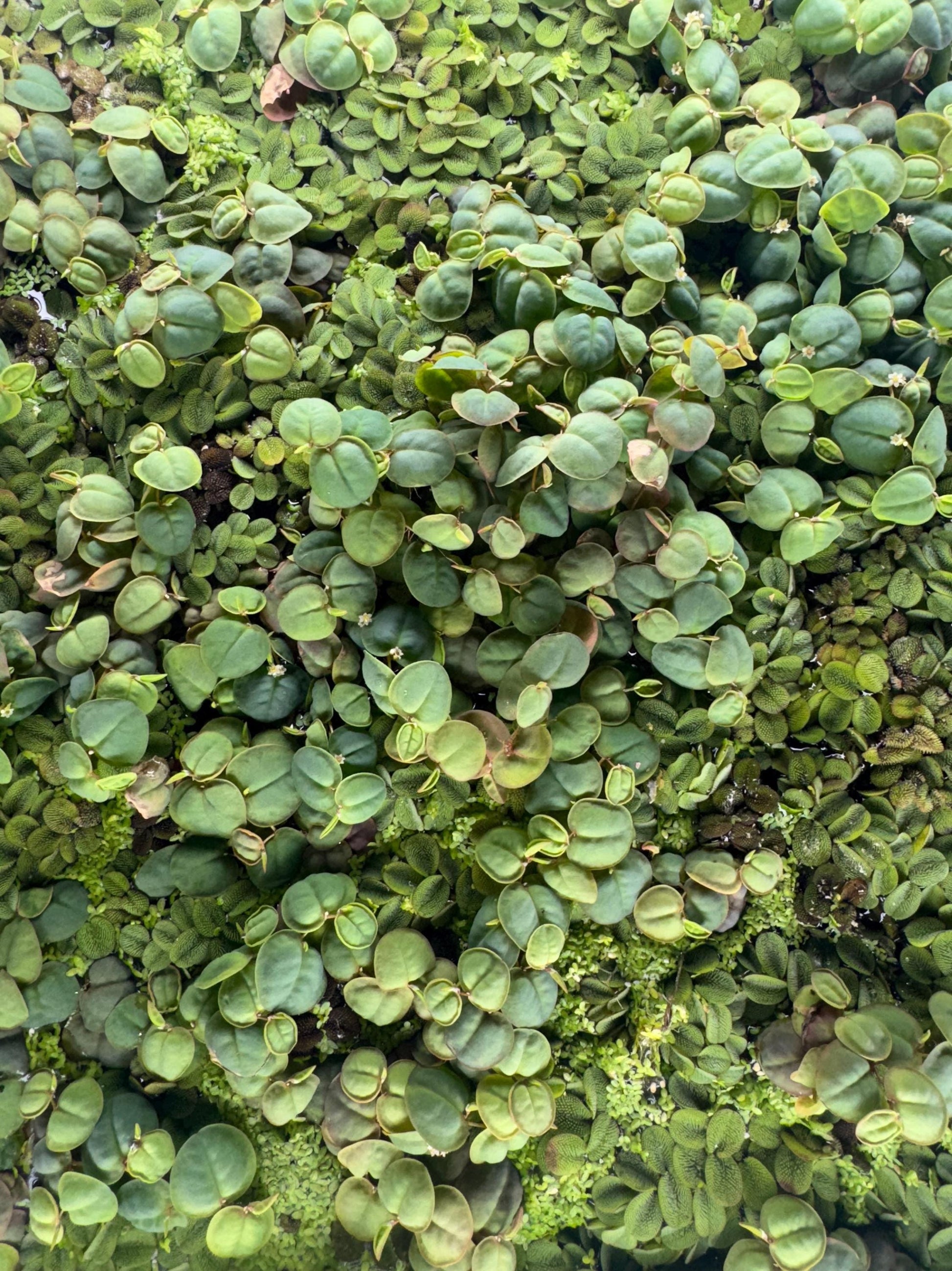 Red Root Floater, Salvinia, & Duckweed Mix Live Aquarium and Pond Floating Plant. Beginner Aquarium Plant. Betta Plant.