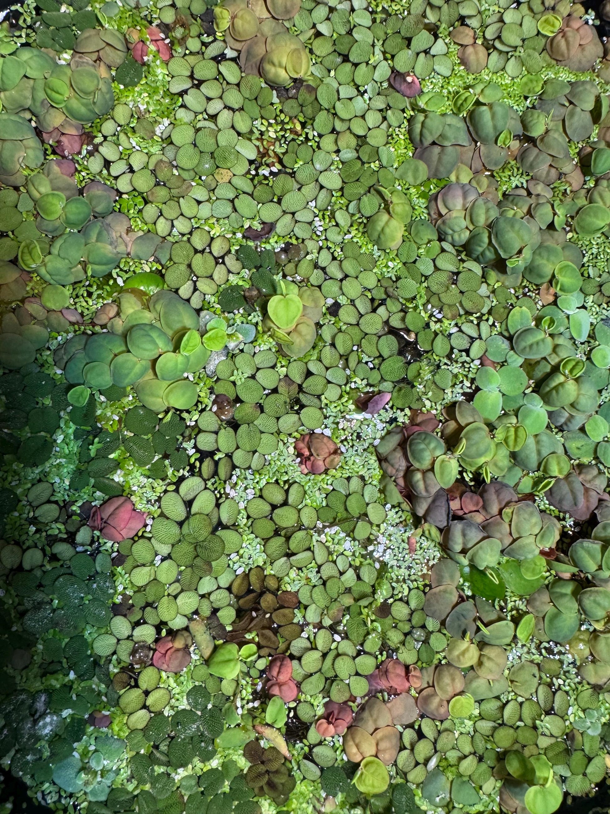 Red Root Floater, Salvinia, & Duckweed Mix Live Aquarium and Pond Floating Plant. Beginner Aquarium Plant. Betta Plant.