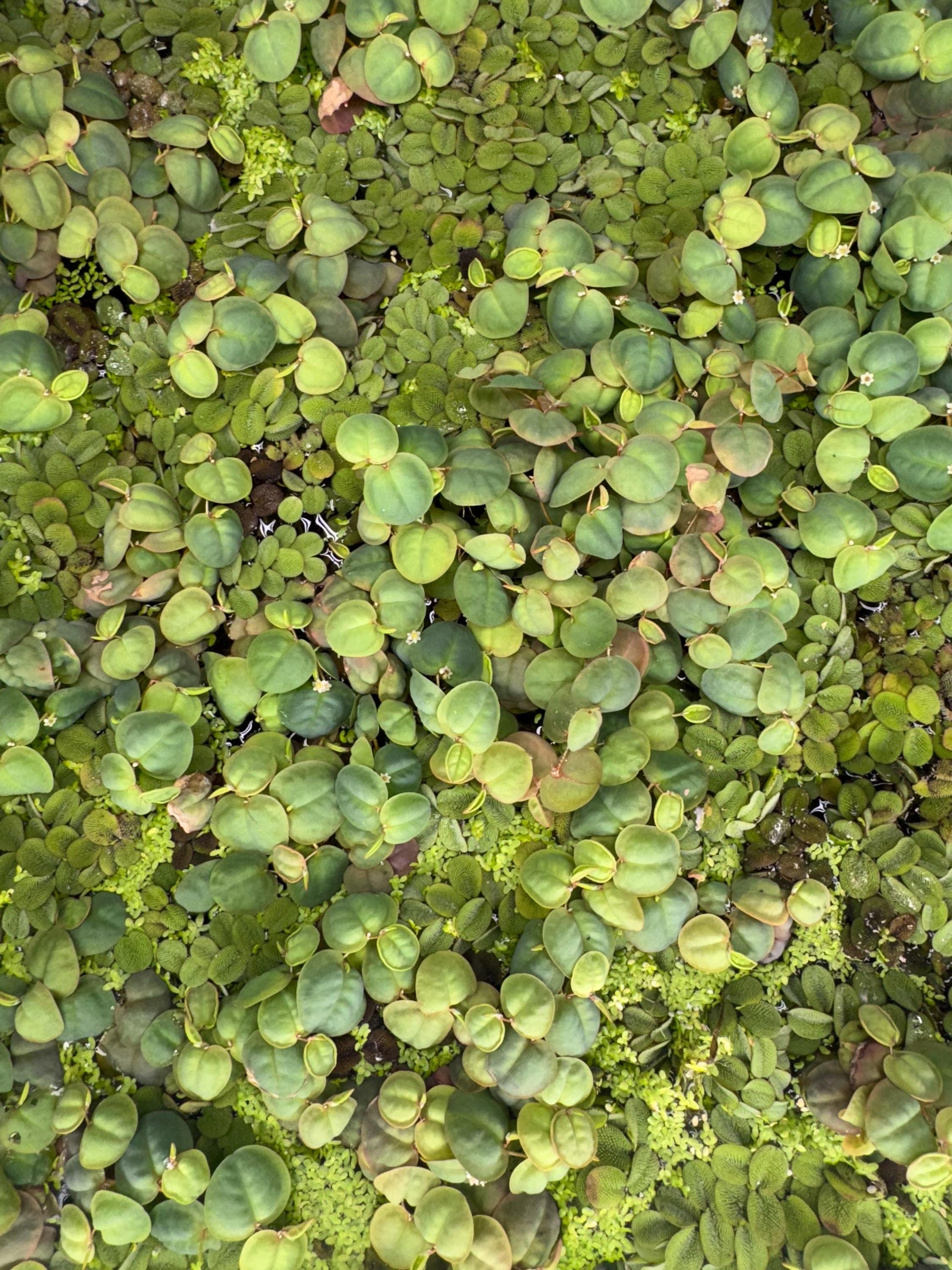 Red Root Floater, Salvinia, & Duckweed Mix Live Aquarium and Pond Floating Plant. Beginner Aquarium Plant. Betta Plant.
