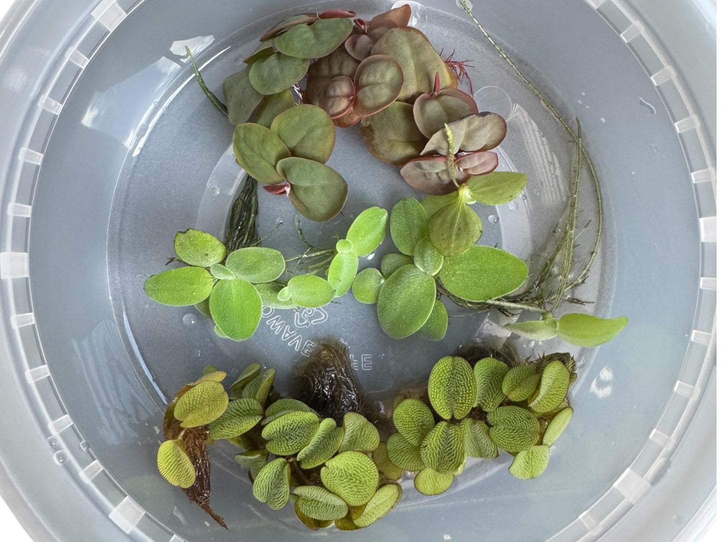 7 Plant Mixed Floating plants