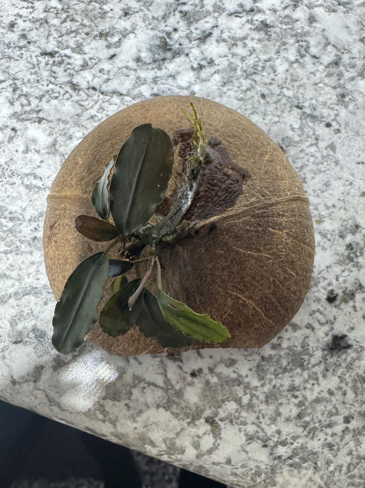 Bucephalandra on coconut cave top view