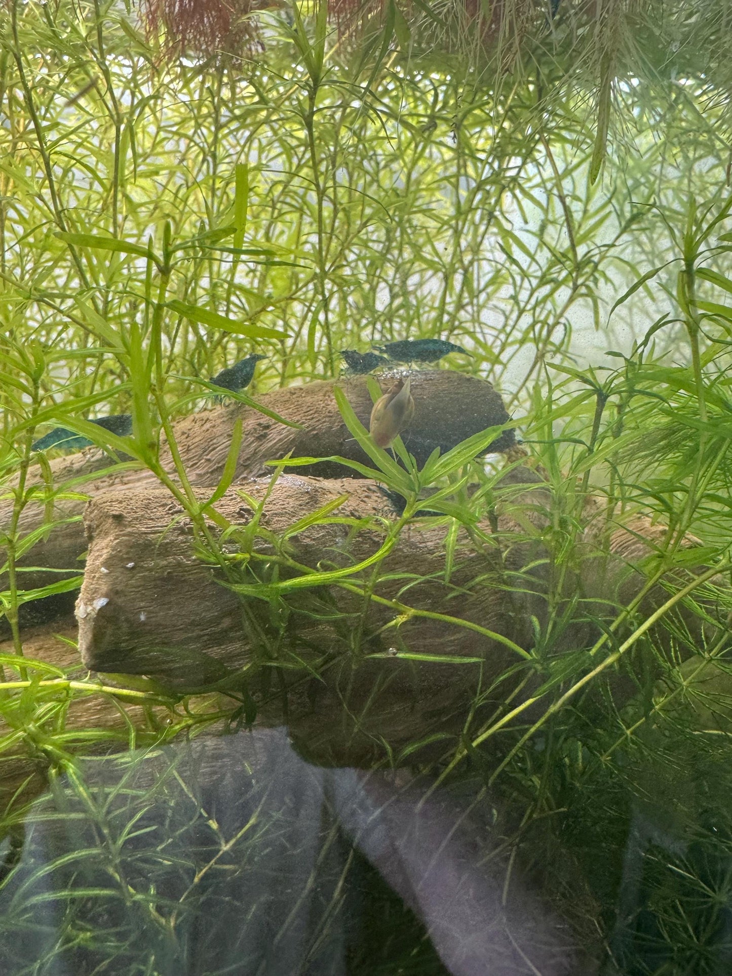 Guppy Grass / Najas Bundle