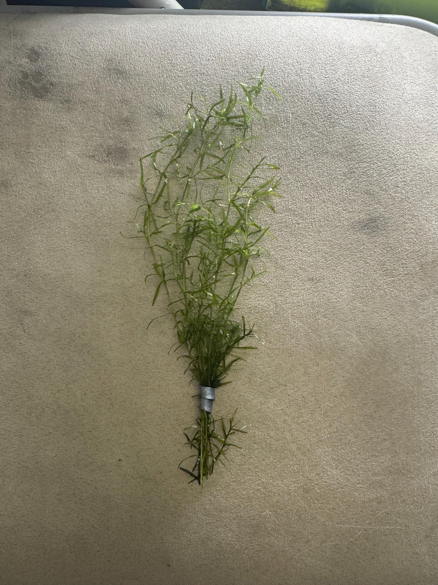 Guppy Grass / Najas Bundle