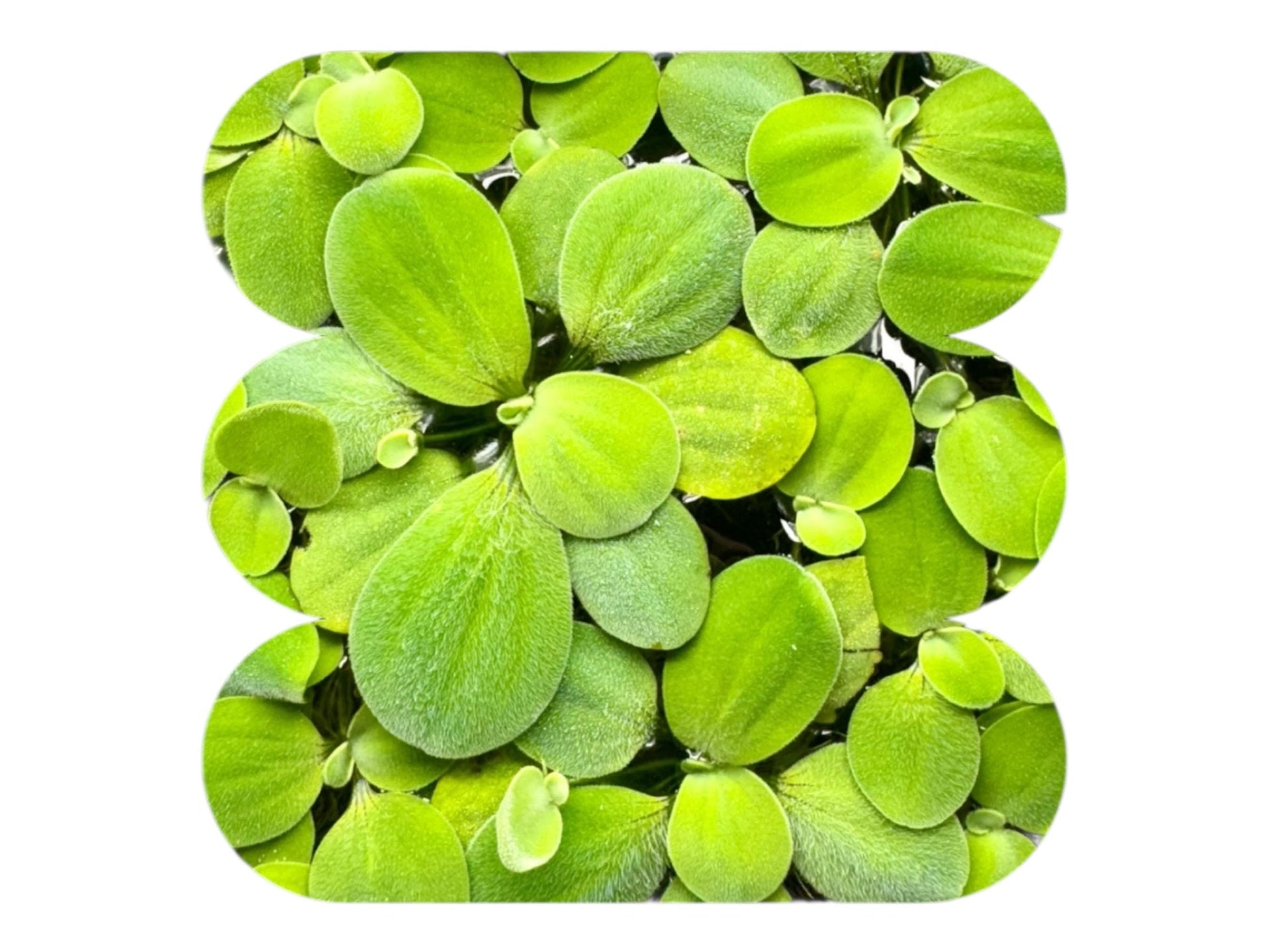 water lettuce closeup