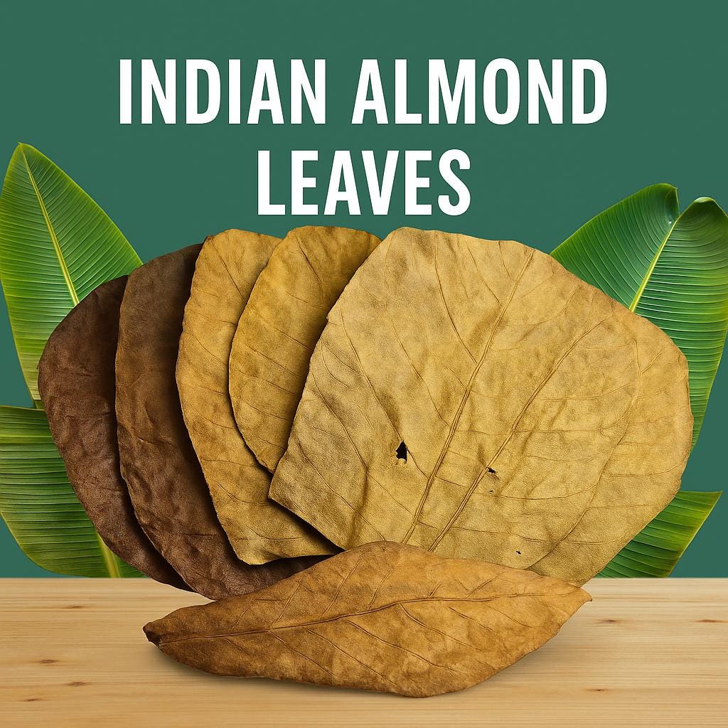 Indian almond leaves also know as catappa leaves. large, medium, and small
