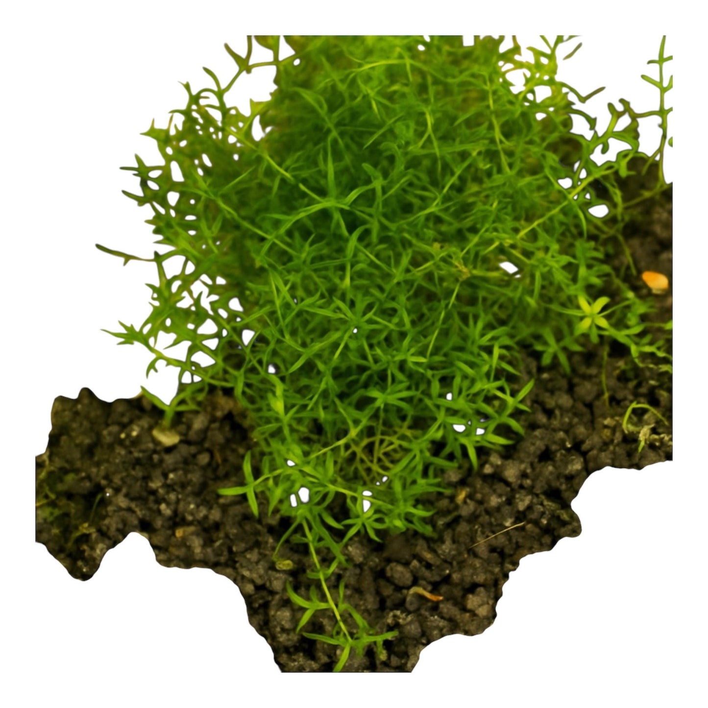 Pearl weed growing and carpeting the bottom of the aquarium