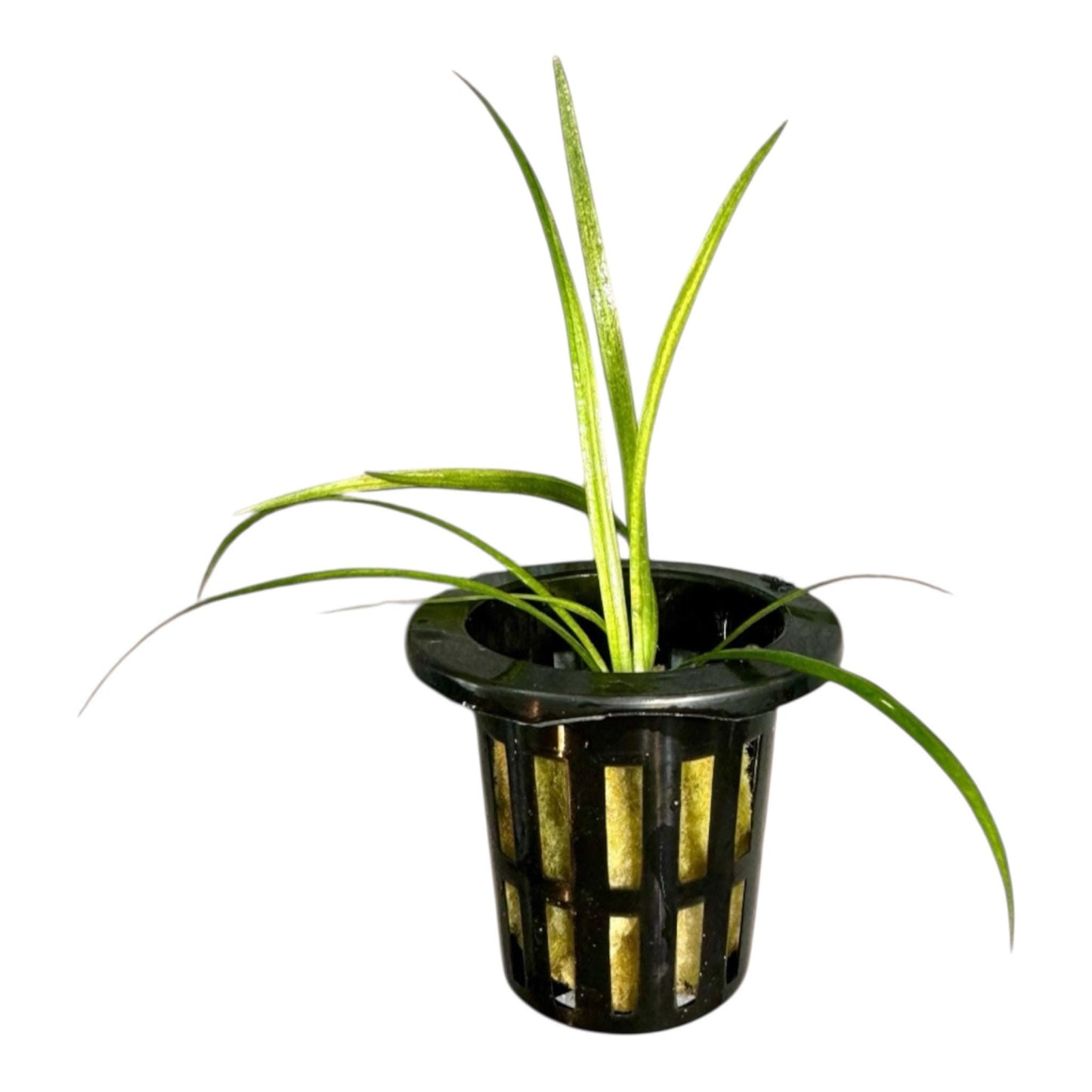potted foreground plant dwarf sagittaria for sale