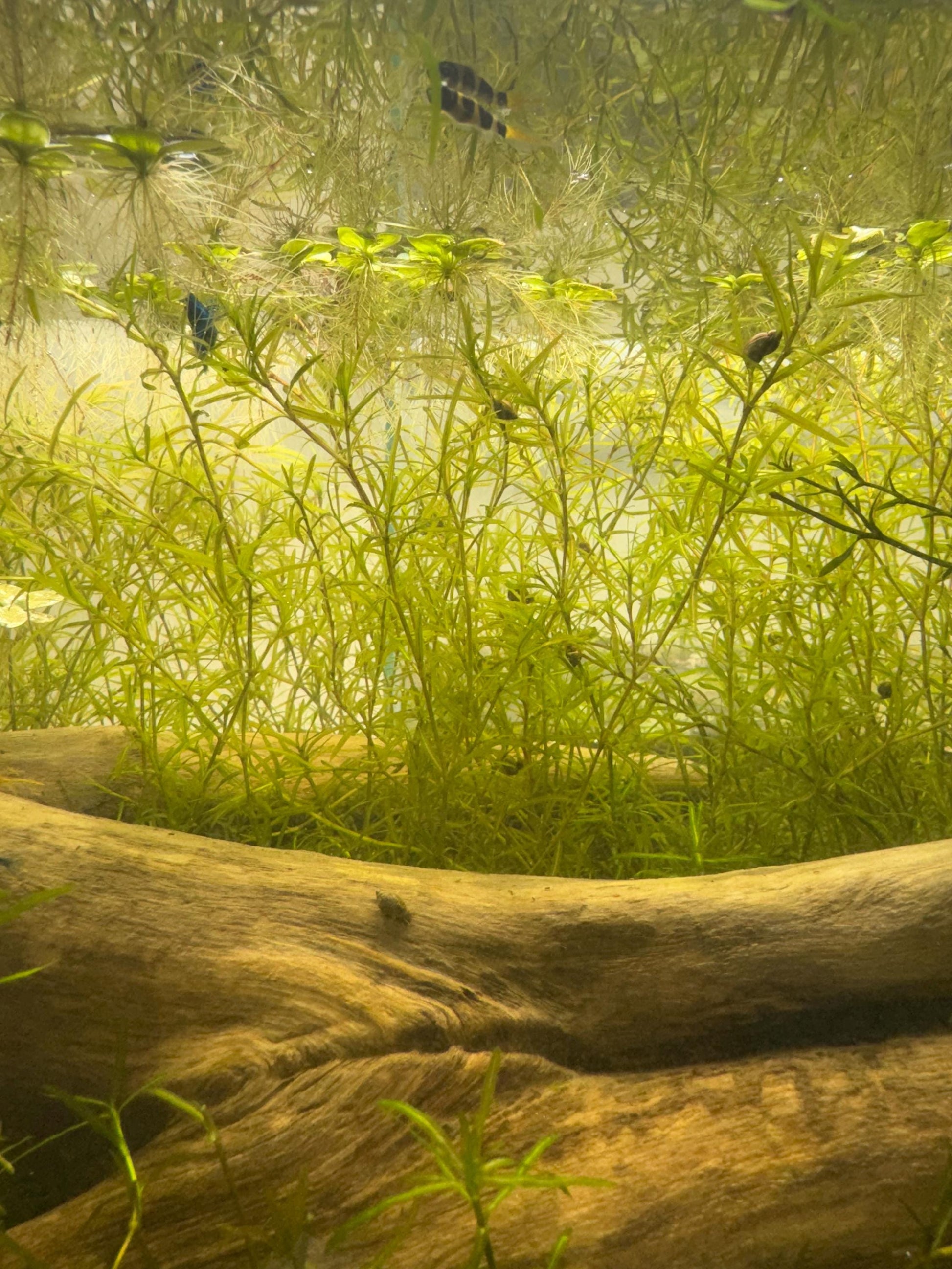 Guppy Grass / Najas Bundle