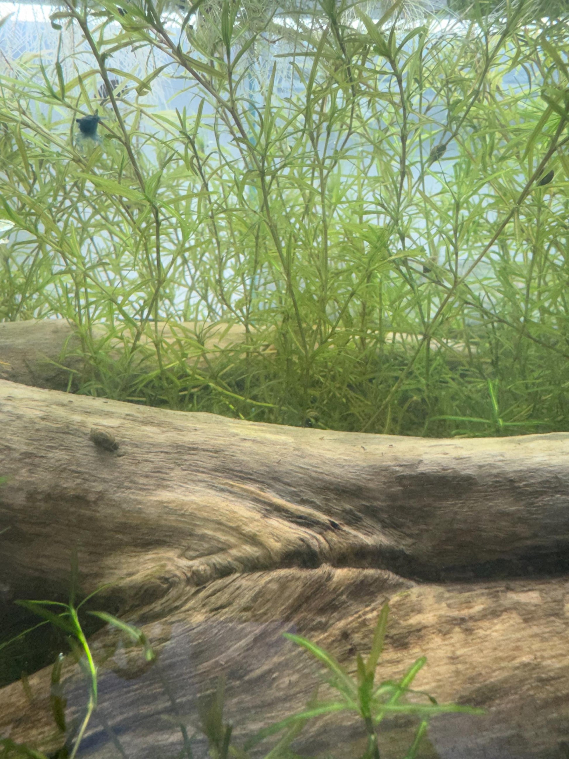 Guppy Grass / Najas Bundle
