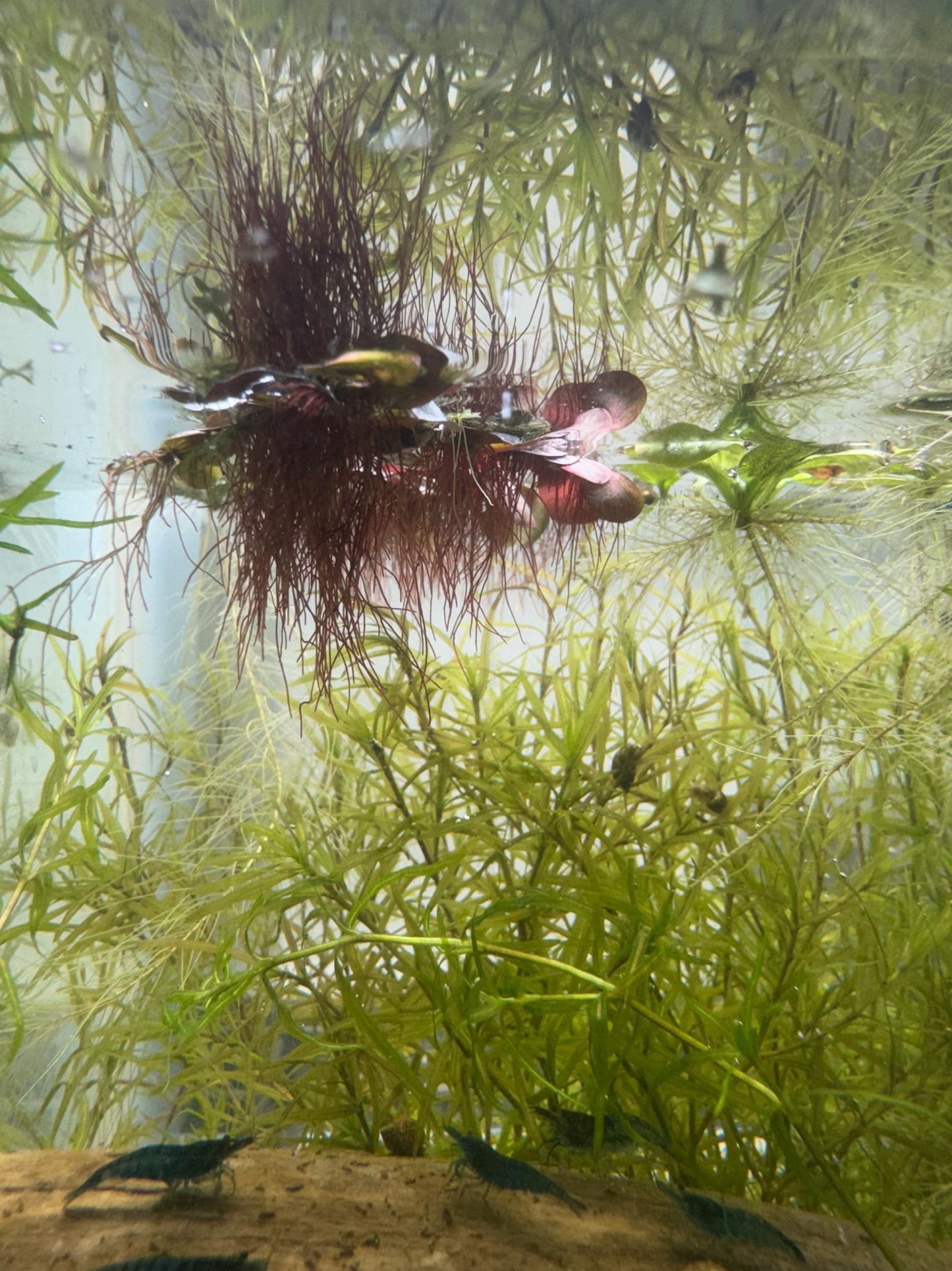 Guppy Grass / Najas Bundle