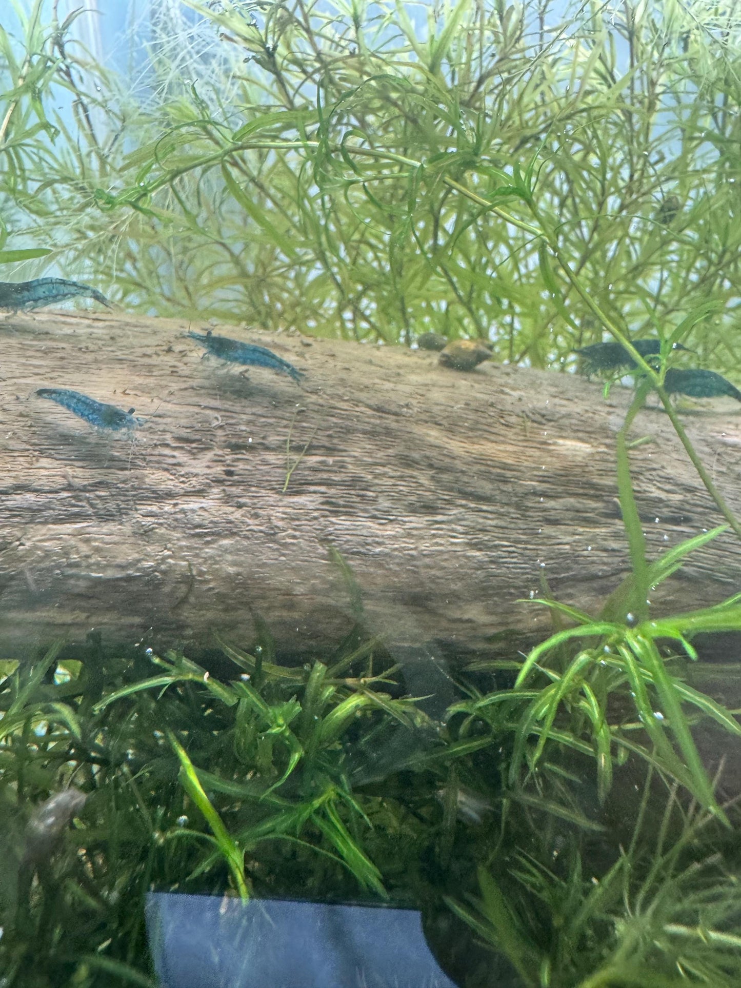 Guppy Grass / Najas Bundle