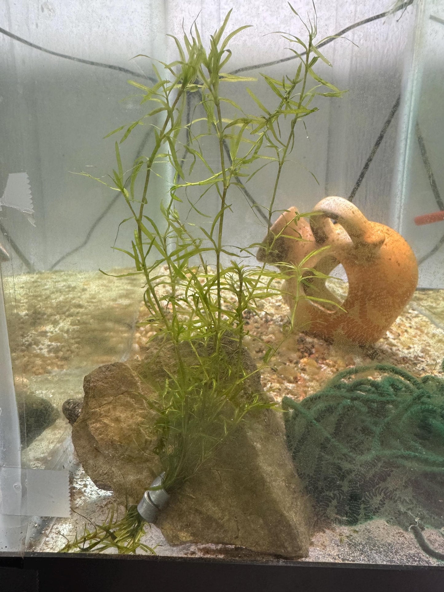 Guppy Grass / Najas Bundle