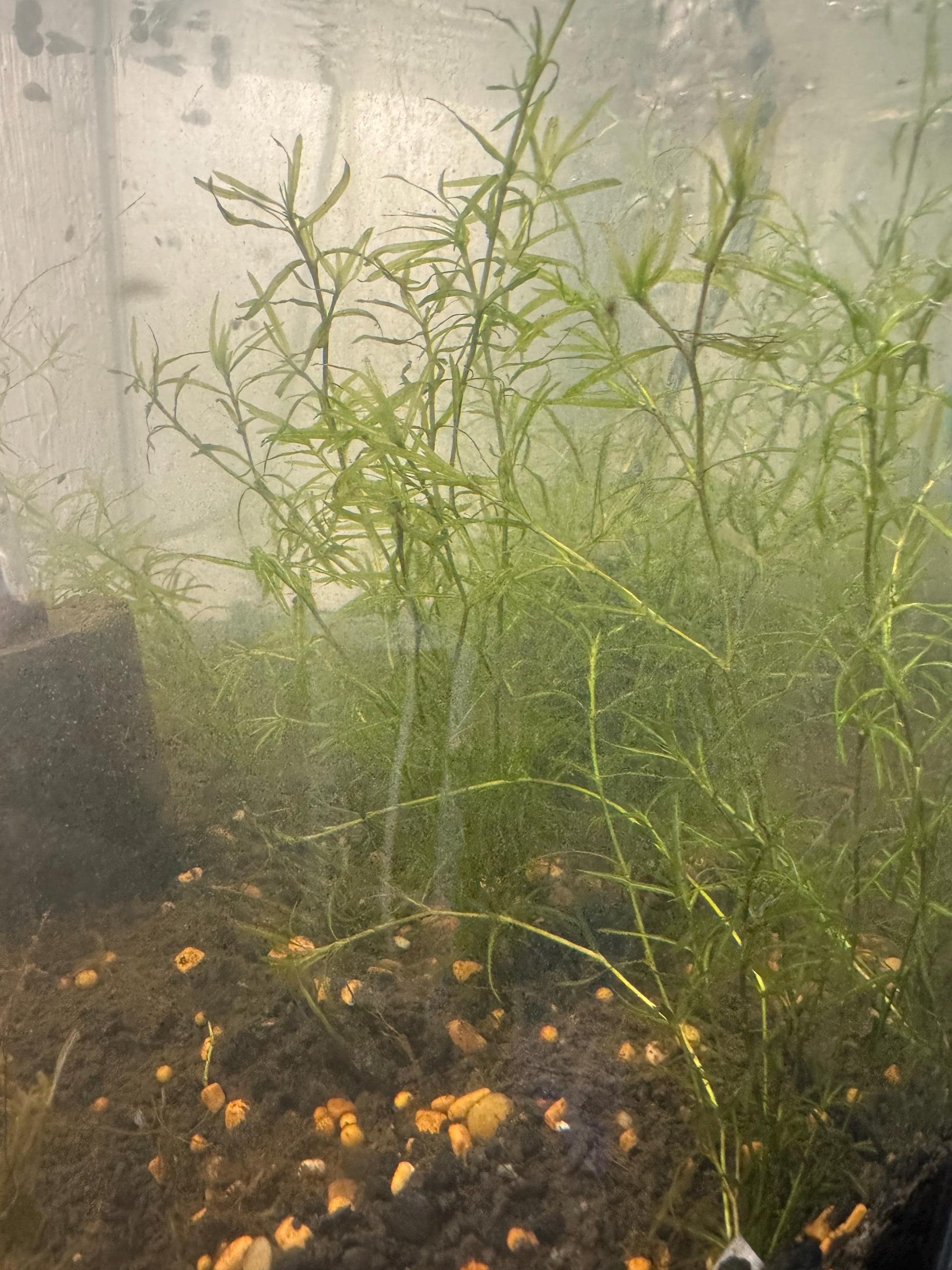 Guppy Grass / Najas Bundle