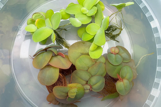 Top-down view of floating aquarium plants, including bright green water lettuce and reddish-green red root floaters, displayed in a clear plastic container filled with water.