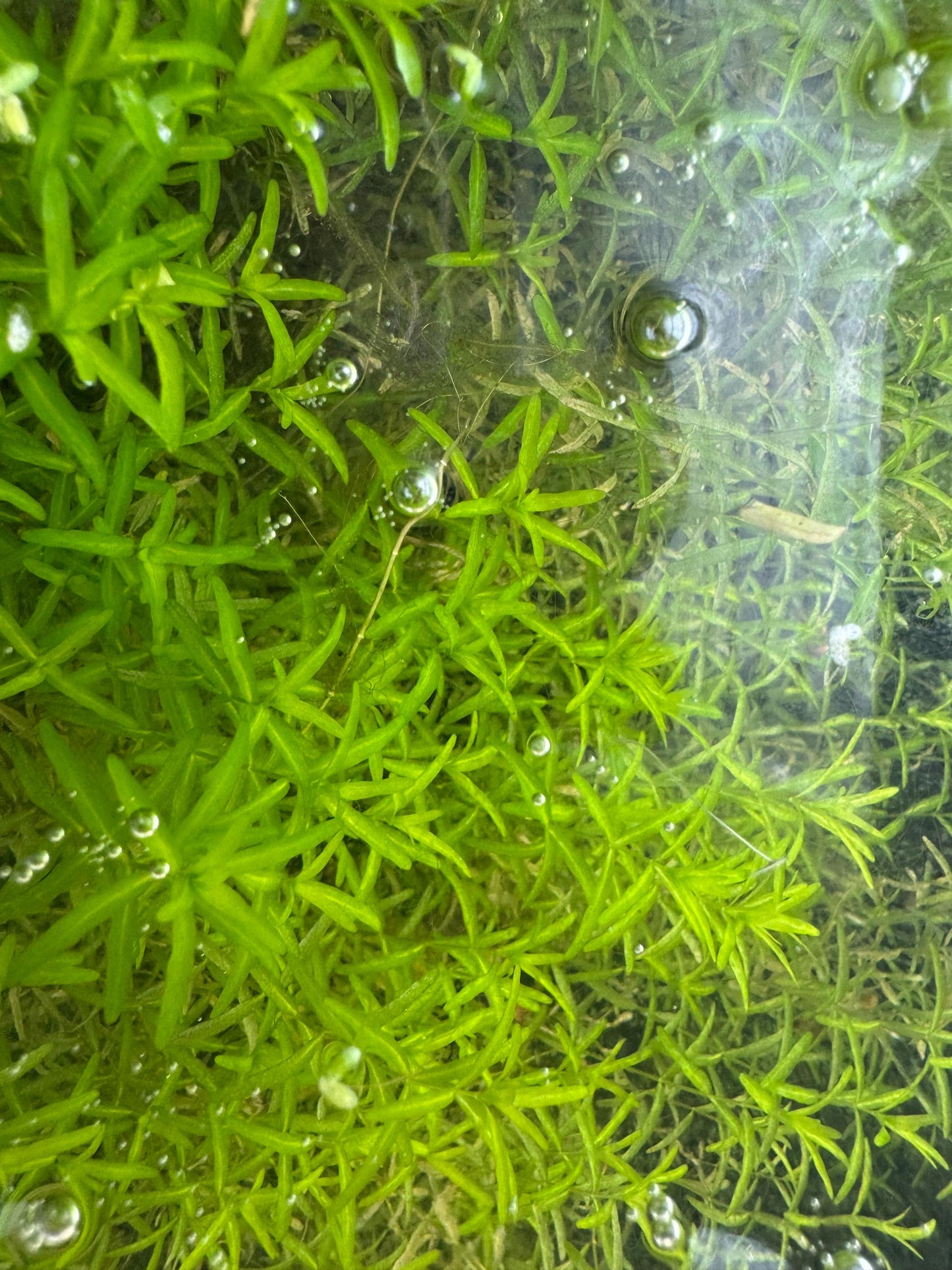 Top down view of pearl weed carpeting in betta tank