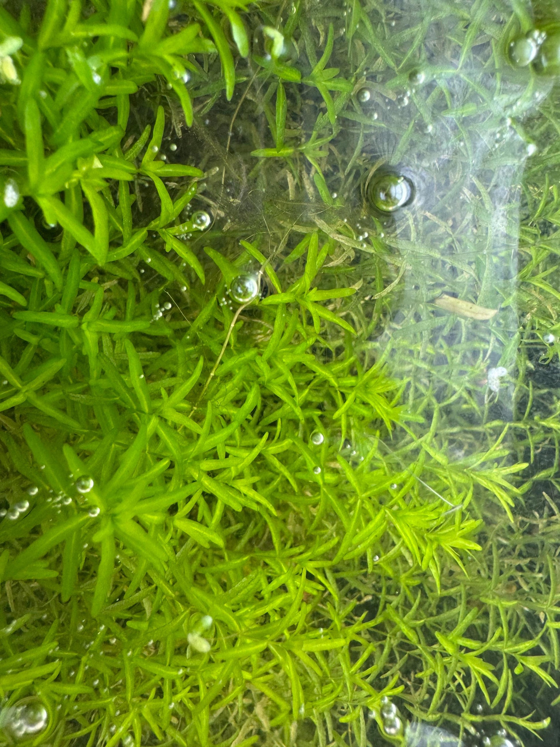 Top down view of pearl weed carpeting in betta tank