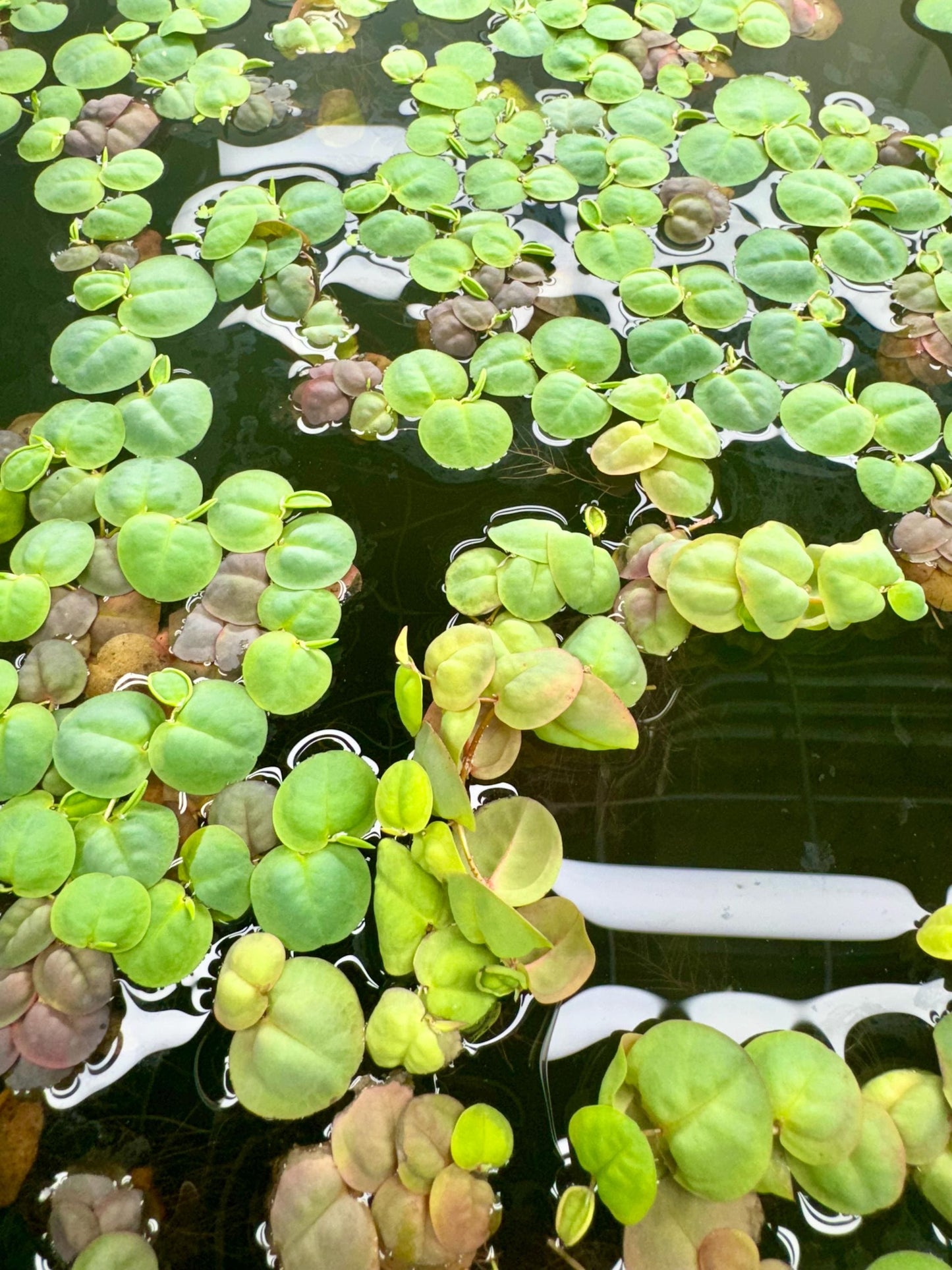 live red root floaters floating on top of the water in an aquarium