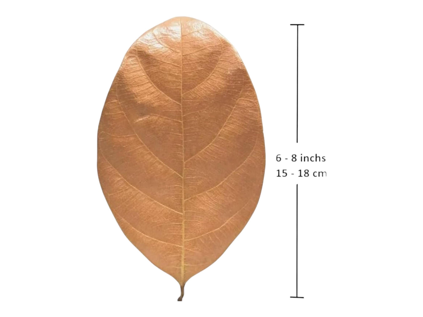 Dried Jackfruit Leaves for Aquariums – Natural Botanicals. 10+ Leaves