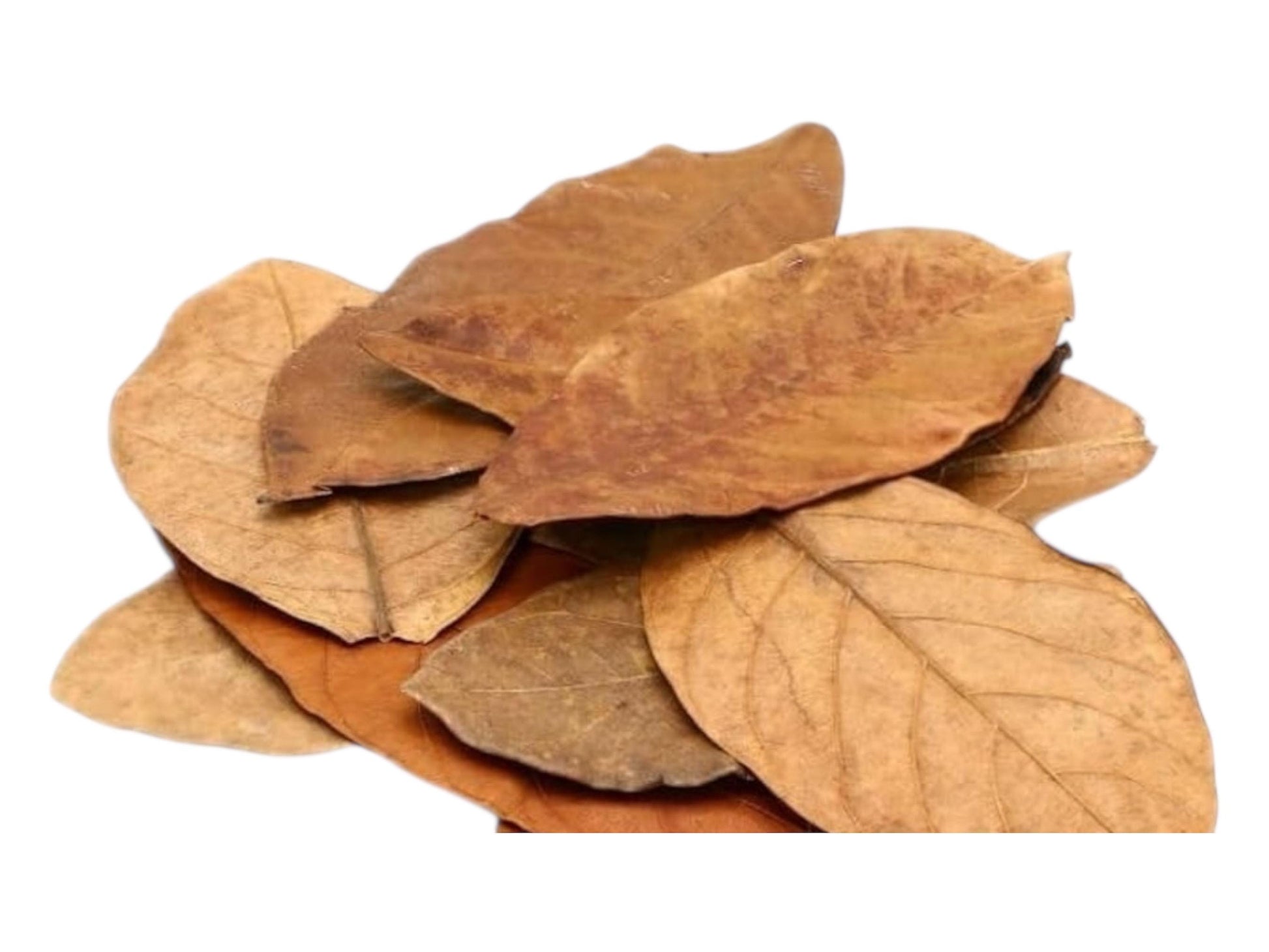 Dried Jackfruit Leaves for Aquariums – Natural Botanicals. 10+ Leaves