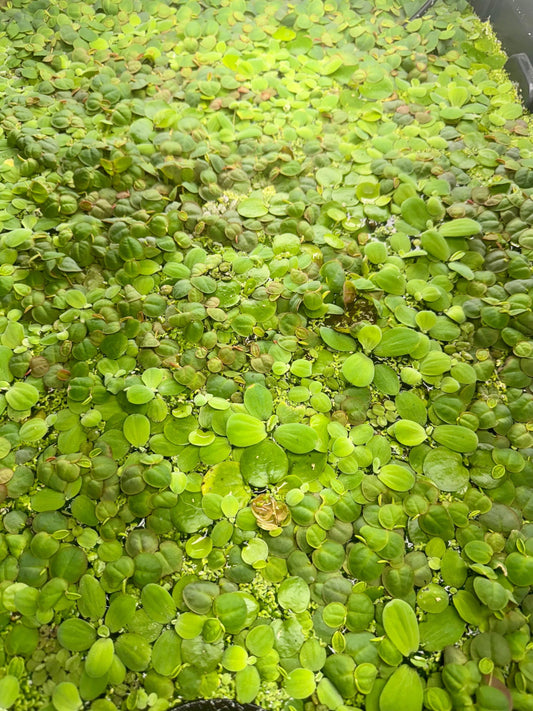 aquarium with a closeup of floating plants, red root floaters, water lettuce, Frogbit, Salvinia, and duckweed