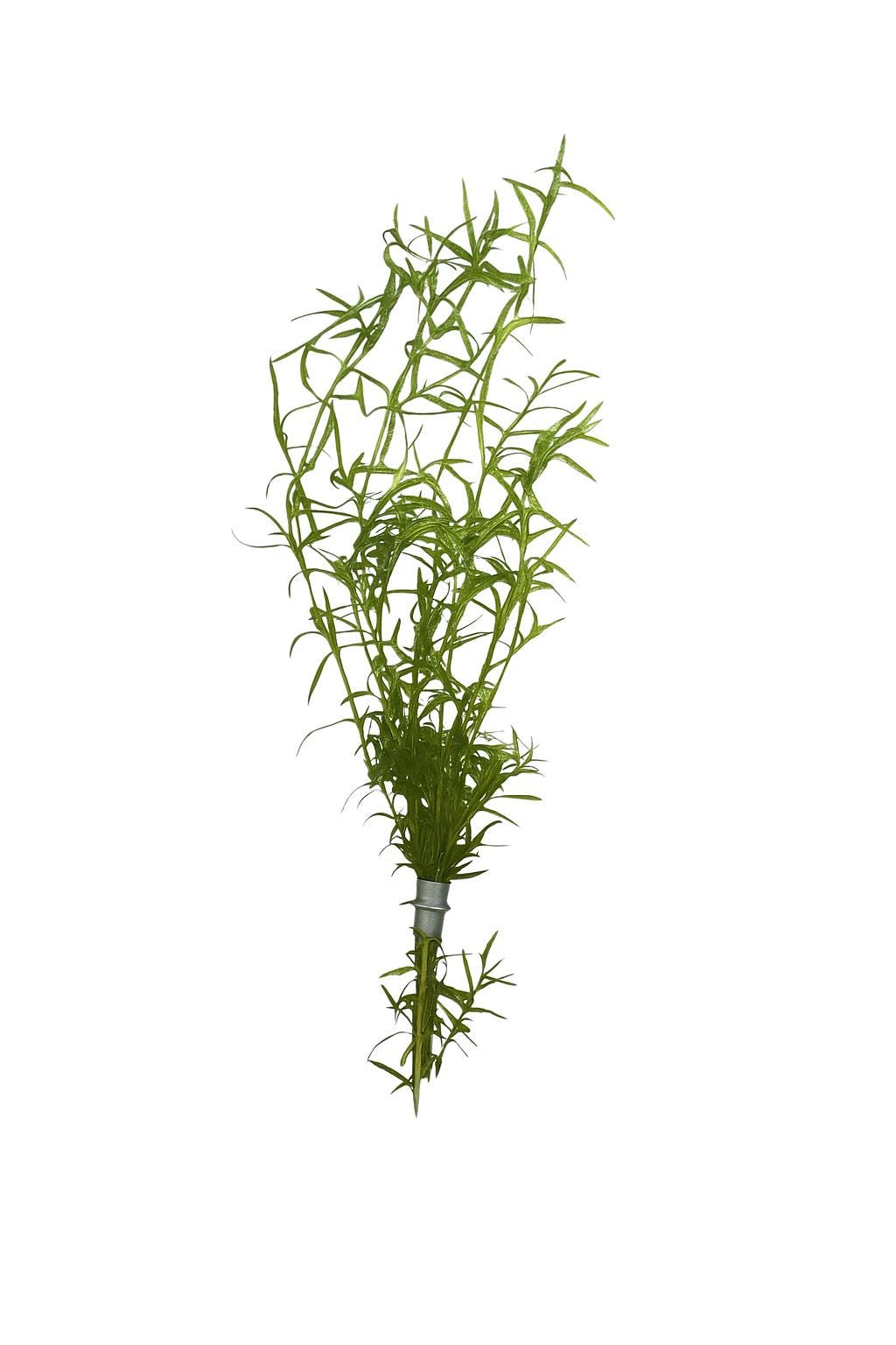 Close-up of live Guppy Grass (Najas guadalupensis) – 6–8 bright green aquarium plant stems with weight, shown in freshwater tank, ideal for guppies, shrimp, and nano aquariums.