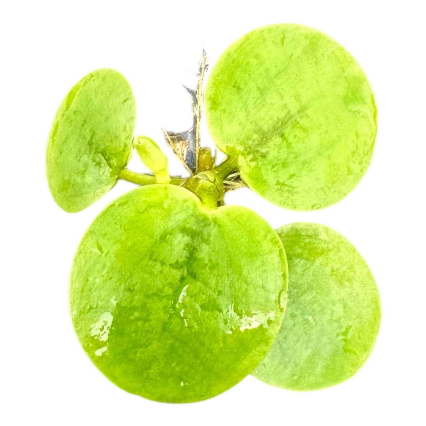 Close-up of a healthy Frogbit (Limnobium laevigatum) plant with five round, glossy green floating leaves and visible central stems, photographed on a white background.