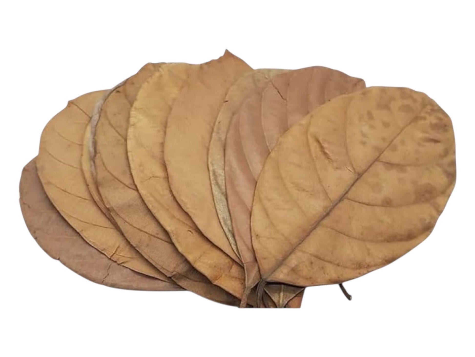 Dried Jackfruit Leaves for Aquariums – Natural Botanicals. 10+ Leaves