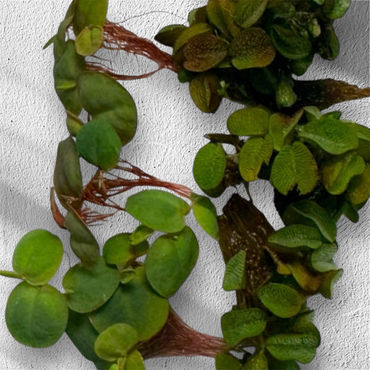 Live Red Root Floater and Salvinia aquarium plants with vibrant green leaves and healthy red roots displayed on a white background