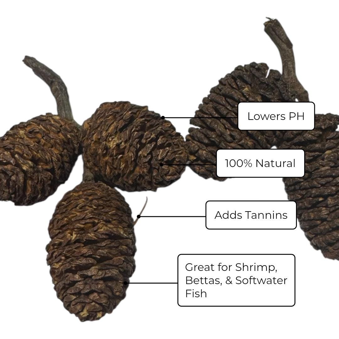 Aquarium Tannin Pack for Betta w/ Driftwood and Free Floating Feeding Ring