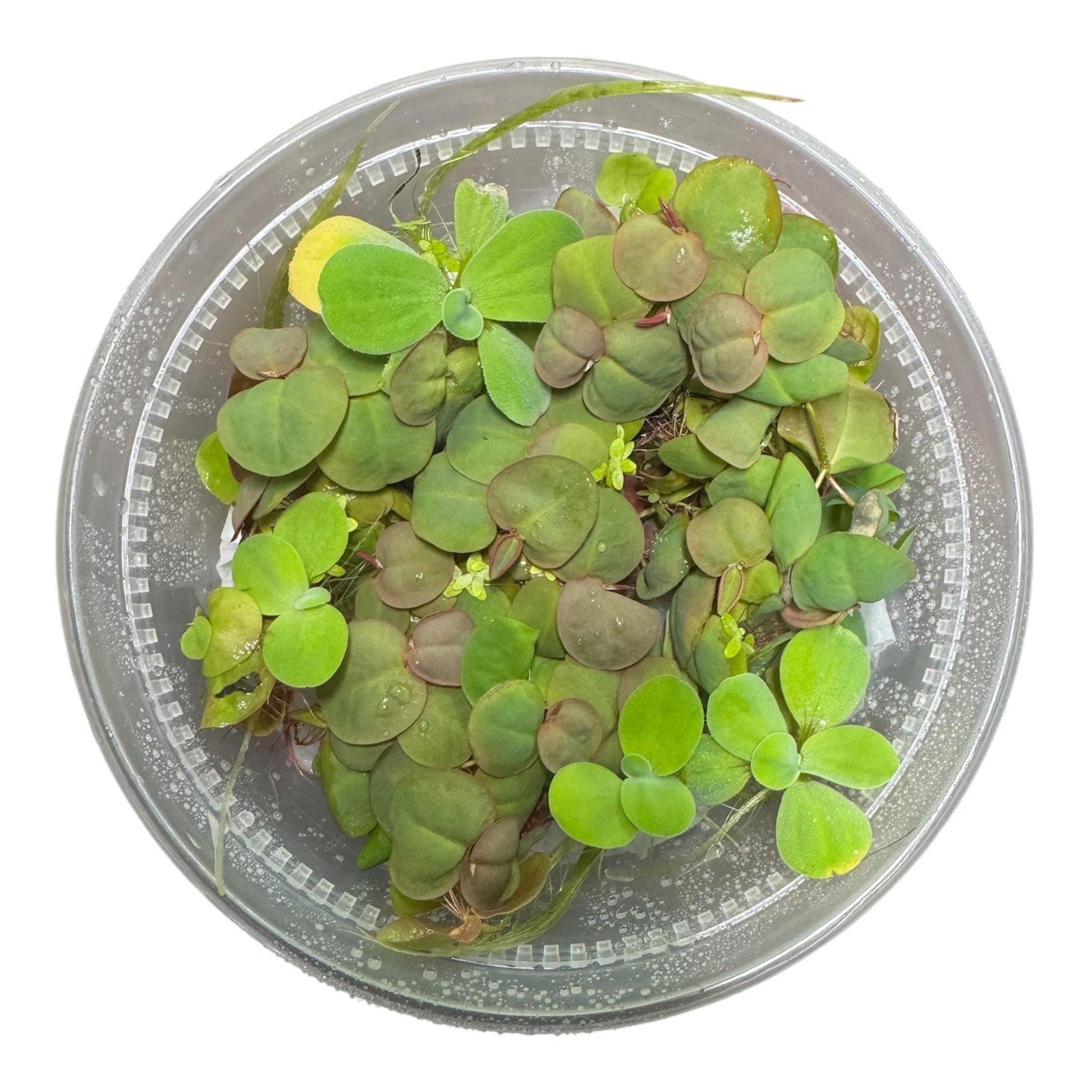 Live floating aquarium plant mix in 8oz deli cup featuring water lettuce, red root floater, and duckweed for freshwater fish tanks and aquascapes.