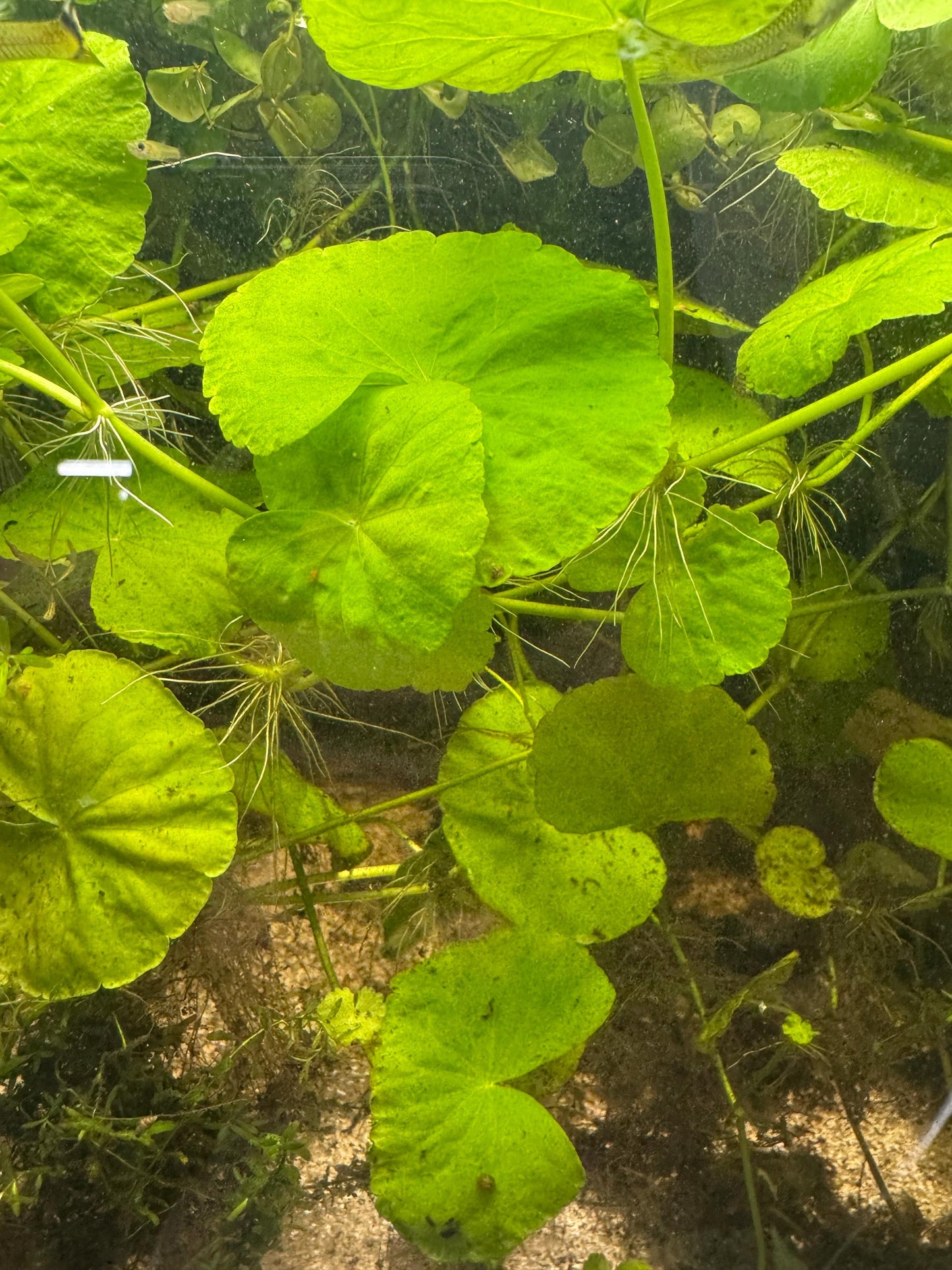 Hydrocotyle Pennywort – Live Aquatic Stem Plant (3 Six-Inch Stems with Weight)