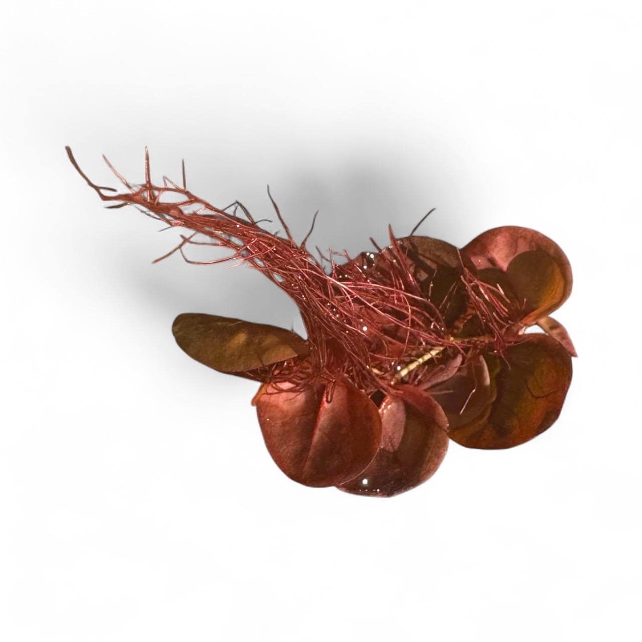 Red Root Floater + Pearl Weed Combo – Live Aquarium Plants for Freshwater Tanks | Easy Beginner Aquascape Plants