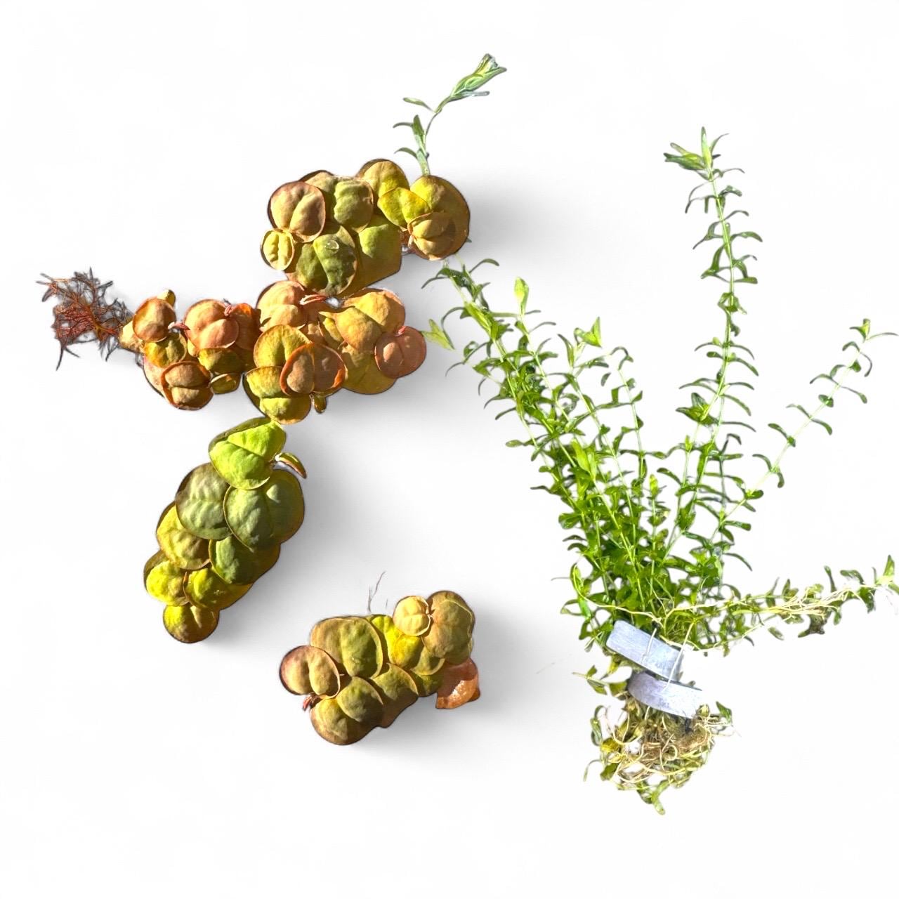Red Root Floater and Pearl Weed aquarium plant combo displayed on a white background — featuring clusters of round red-green floater leaves alongside vibrant green stem plants with small alternating leaves, arranged neatly for a live plant product listing.