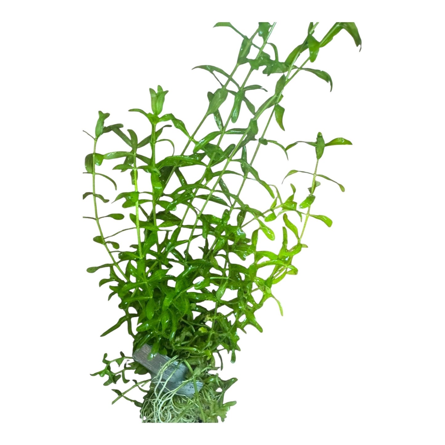 Pennywort + Pearl Weed Combo – Live Aquarium Plants for Freshwater Tanks | Easy Aquascape Plants for Shrimp & Betta Tanks