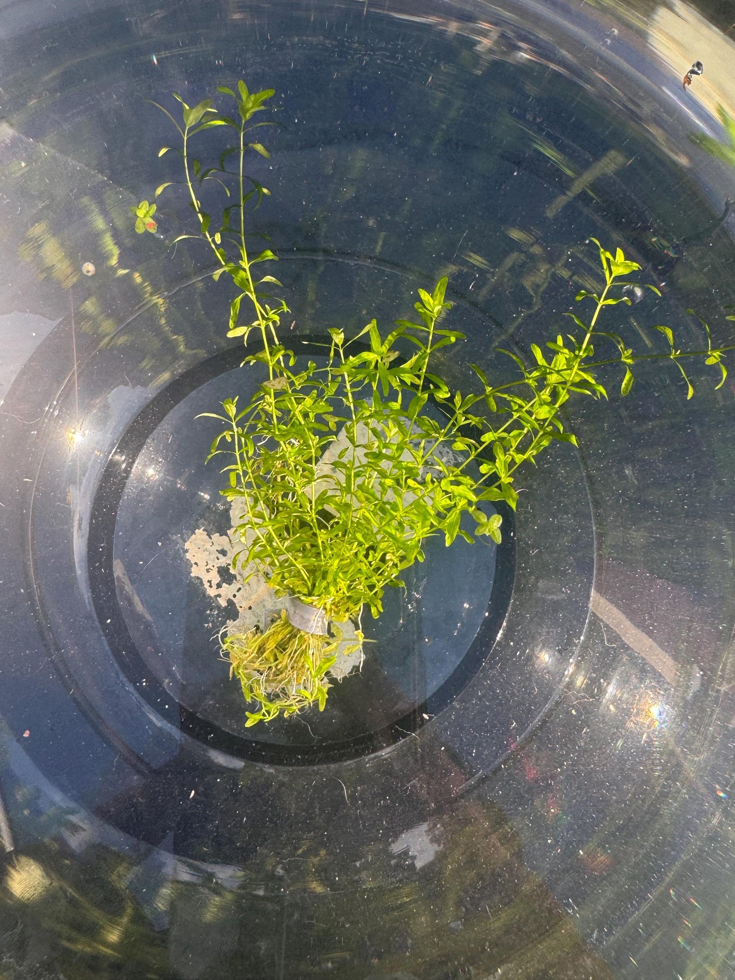 Red Root Floater + Pearl Weed Combo – Live Aquarium Plants for Freshwater Tanks | Easy Beginner Aquascape Plants